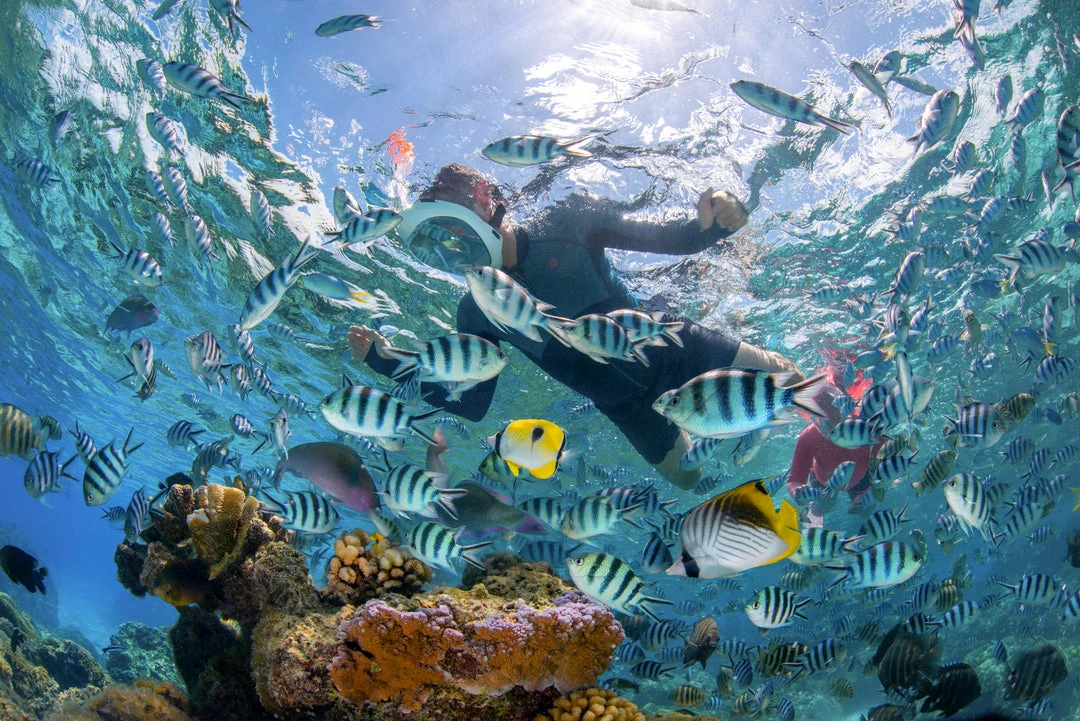 Subea Snorkeling & Scubadiving Adult Easybreath Surface Mask 500 Grey